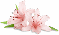 flower massage - Hani Massage